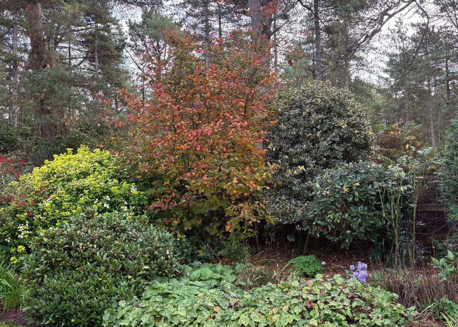 Shrub Border
