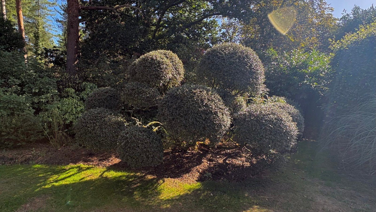 Topiary 2