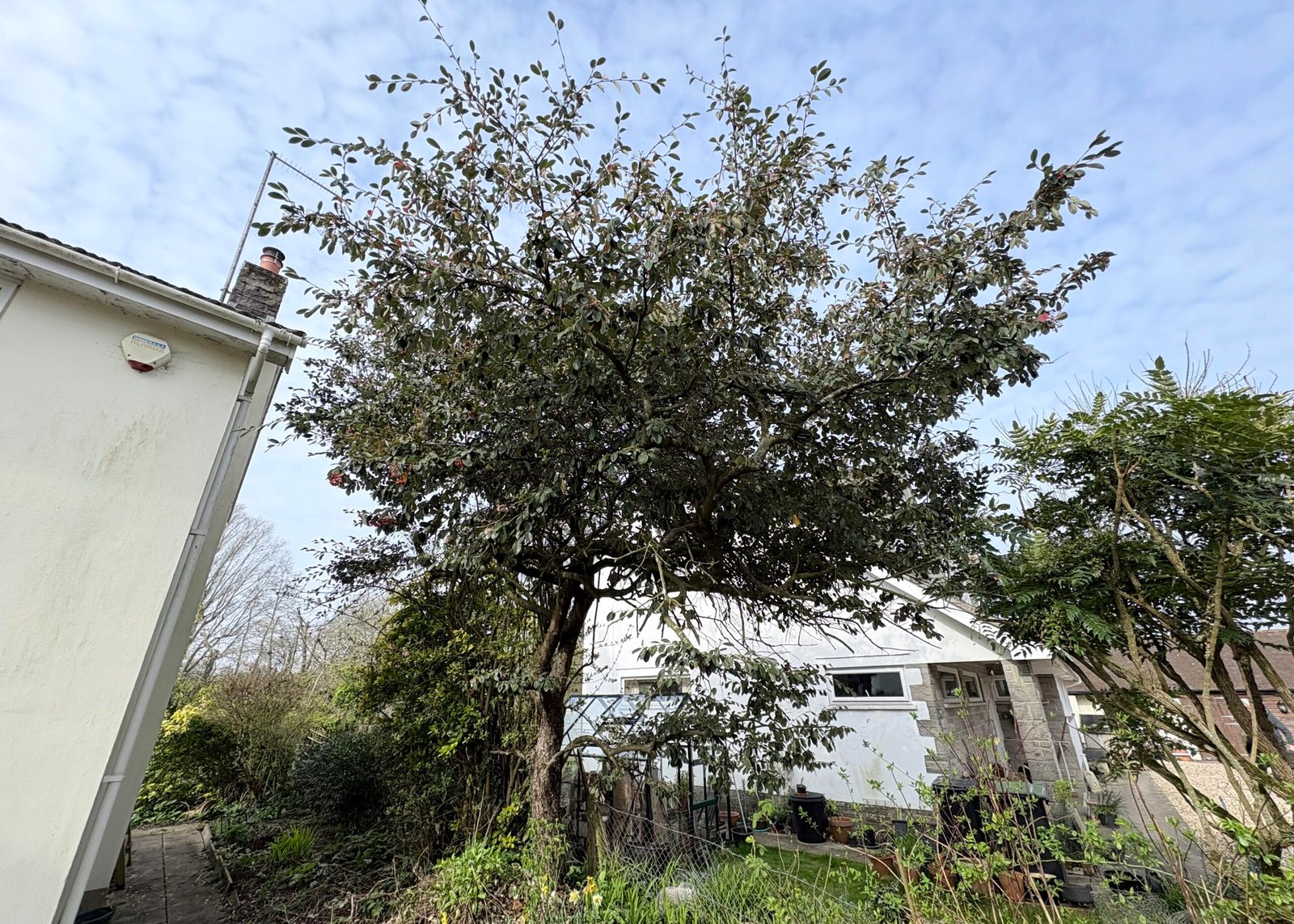 Tree Prune 1
