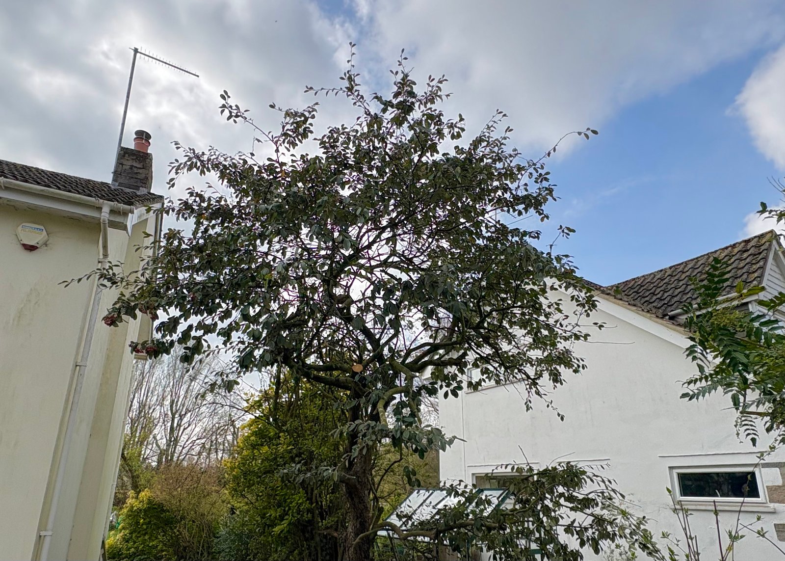 Tree Prune 2
