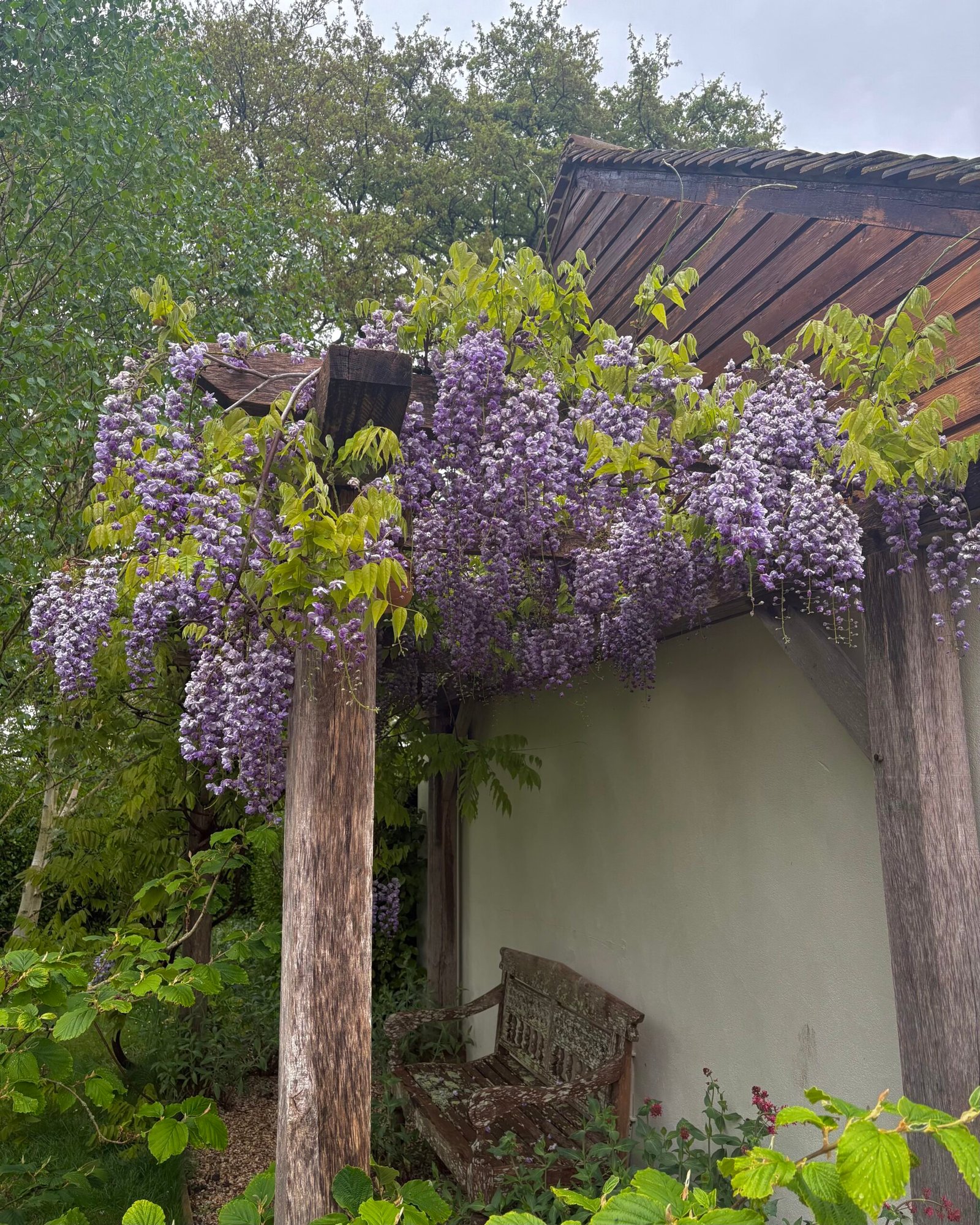 Wisteria Flowering 1